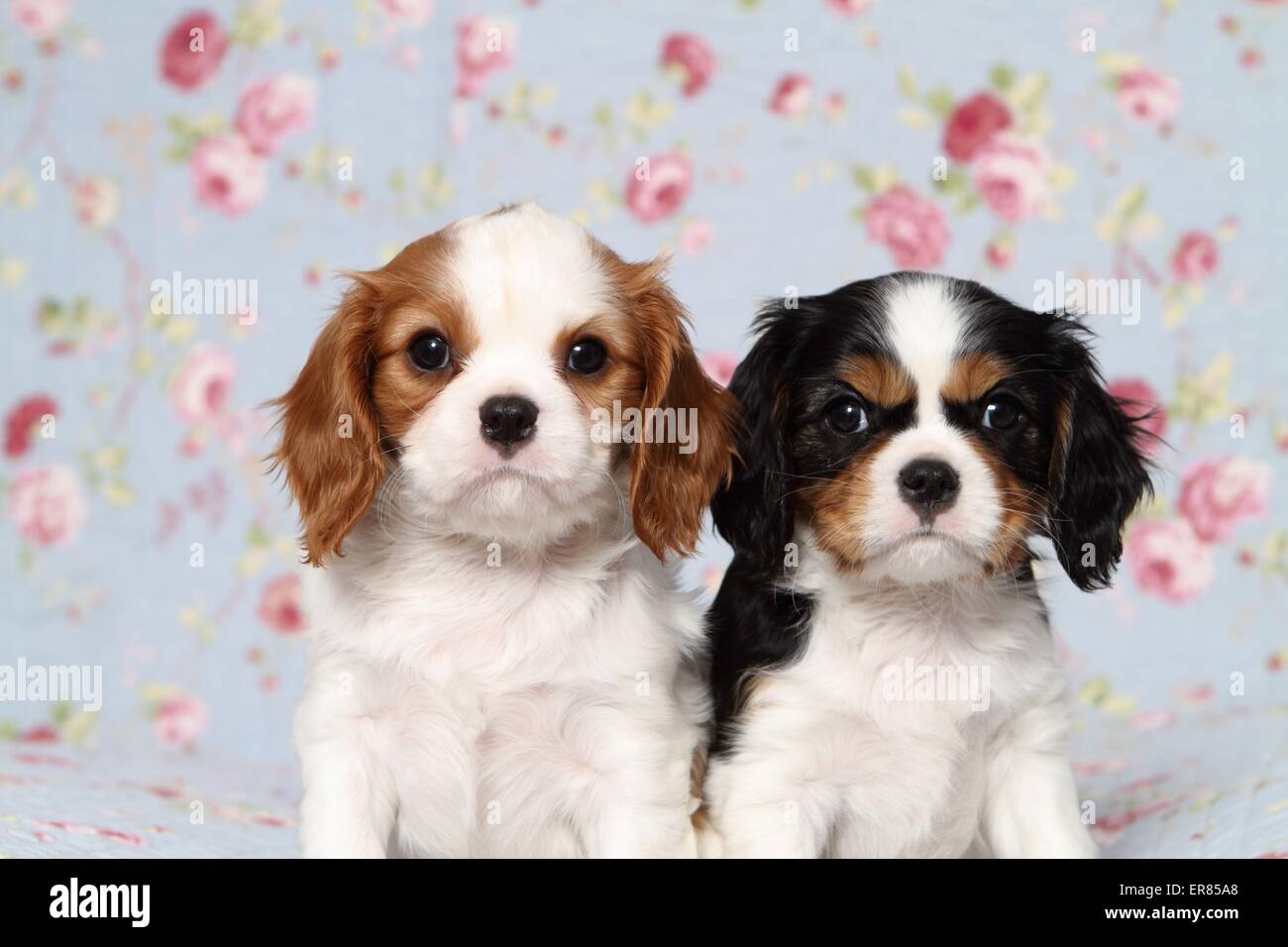 Cavalier King Charles Spaniel Puppies Stock Photo