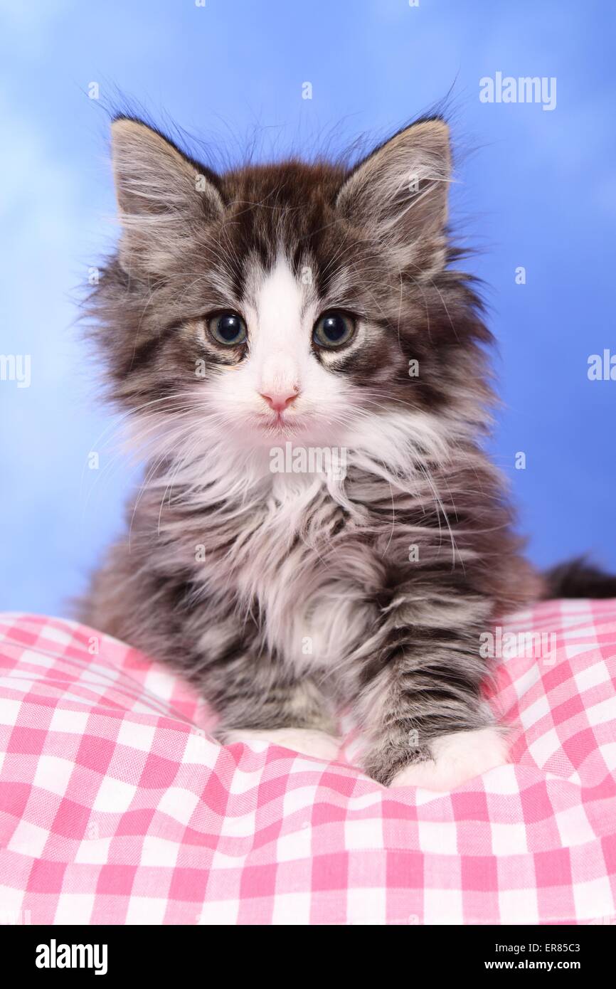 Norwegian Forestcat kitten Stock Photo