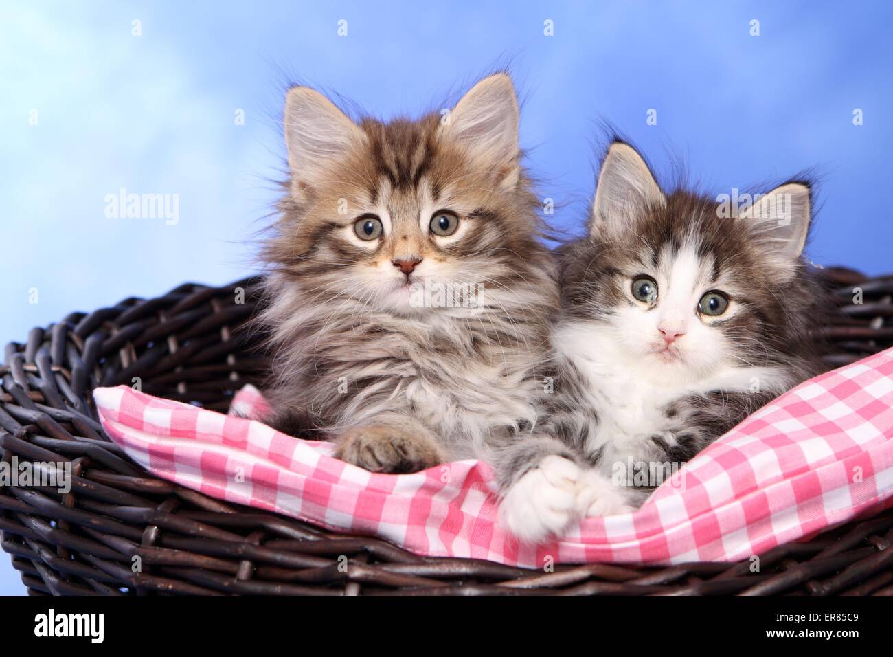 Norwegian Forestcat kitten Stock Photo