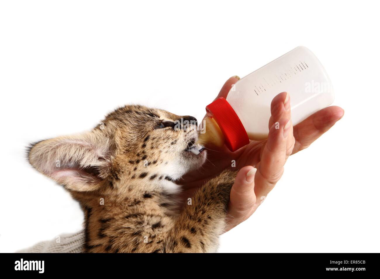 Serval breeding cat hires stock photography and images Alamy