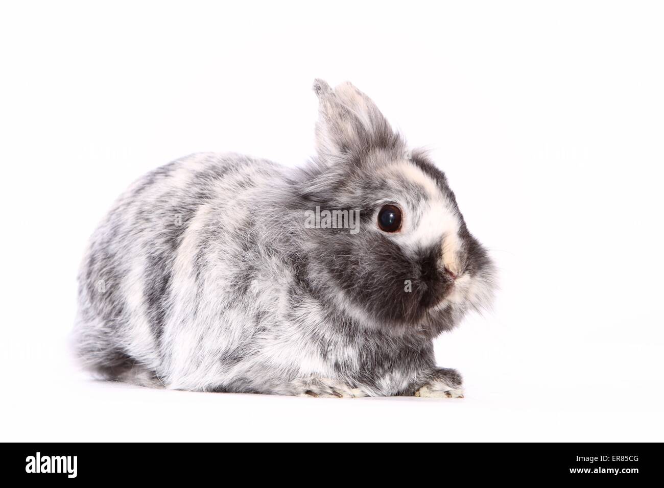 dwarf rabbit Stock Photo