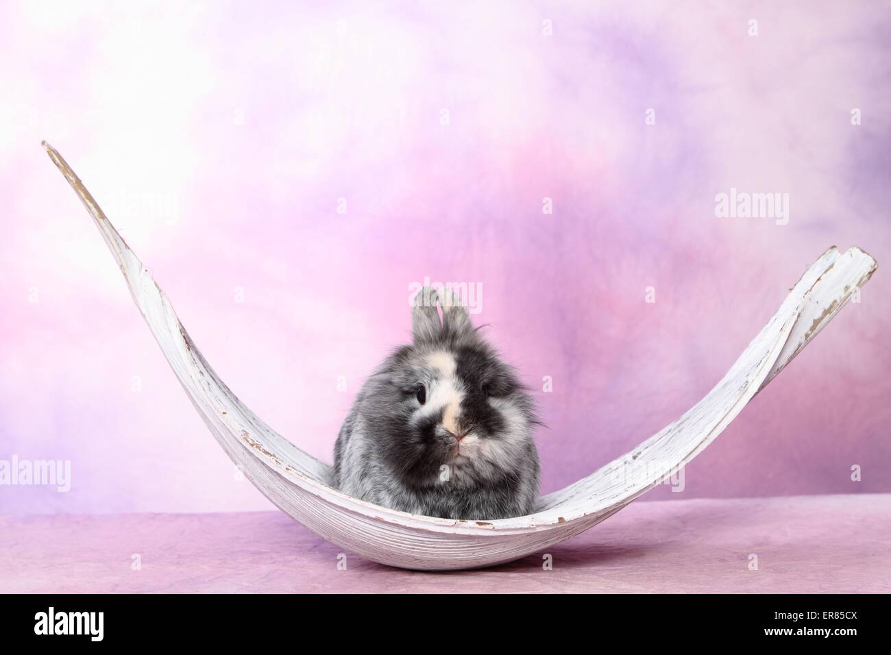 dwarf rabbit Stock Photo