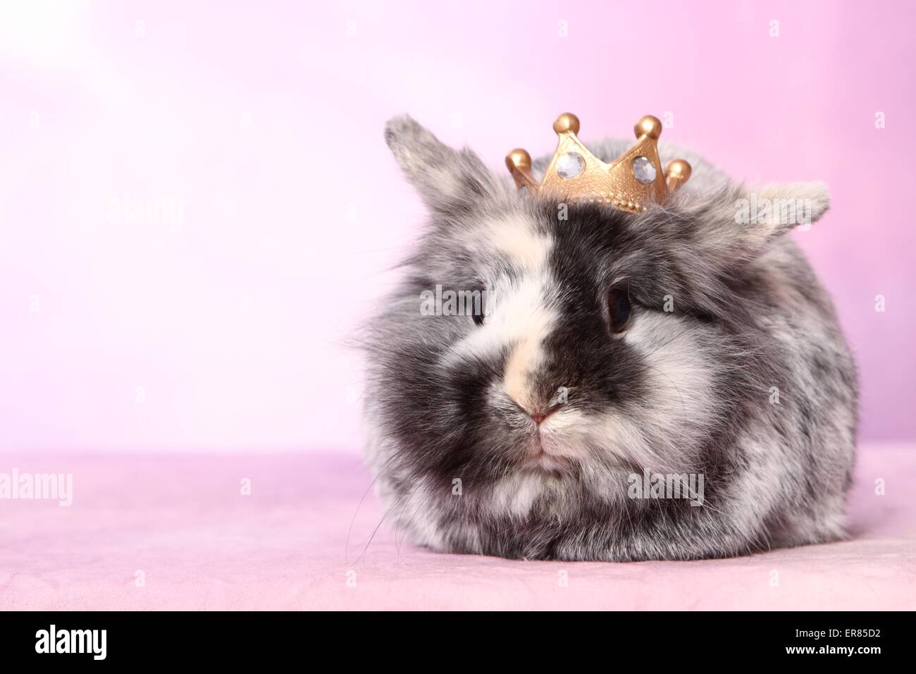 dwarf rabbit Stock Photo