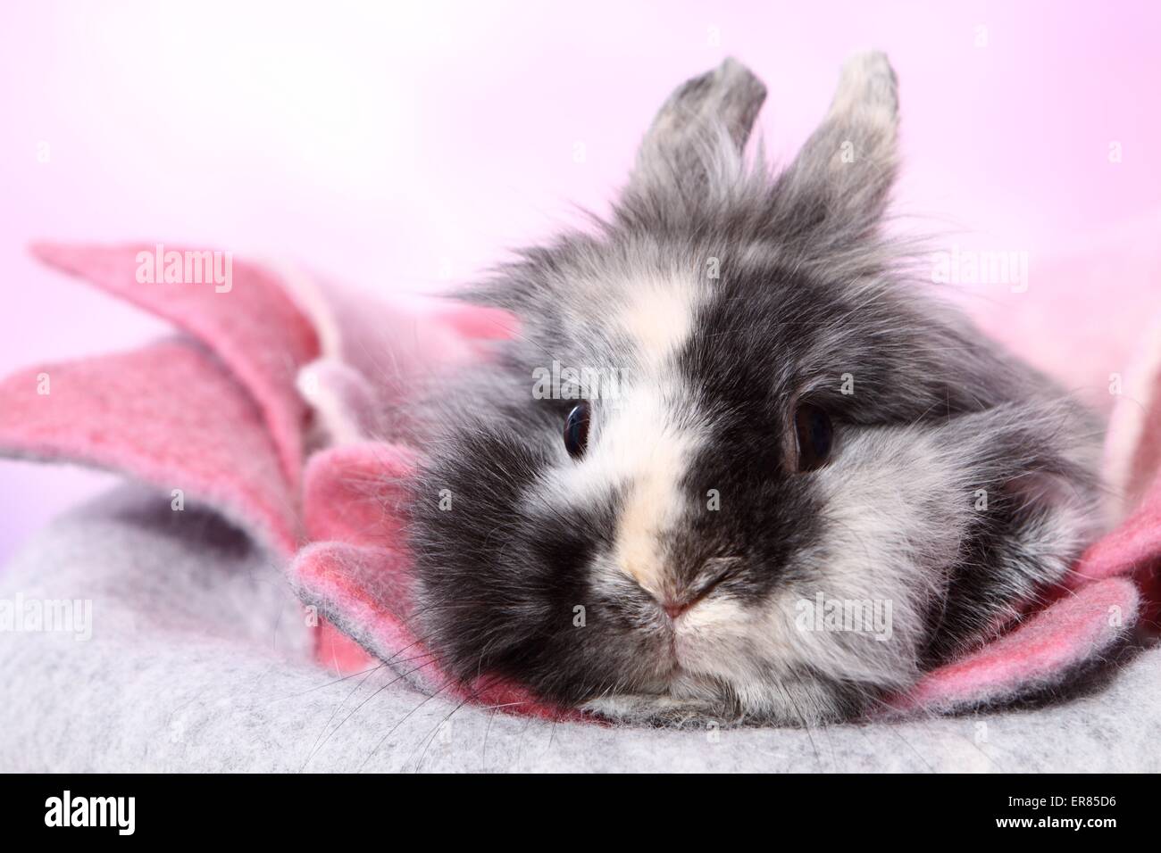 dwarf rabbit Stock Photo