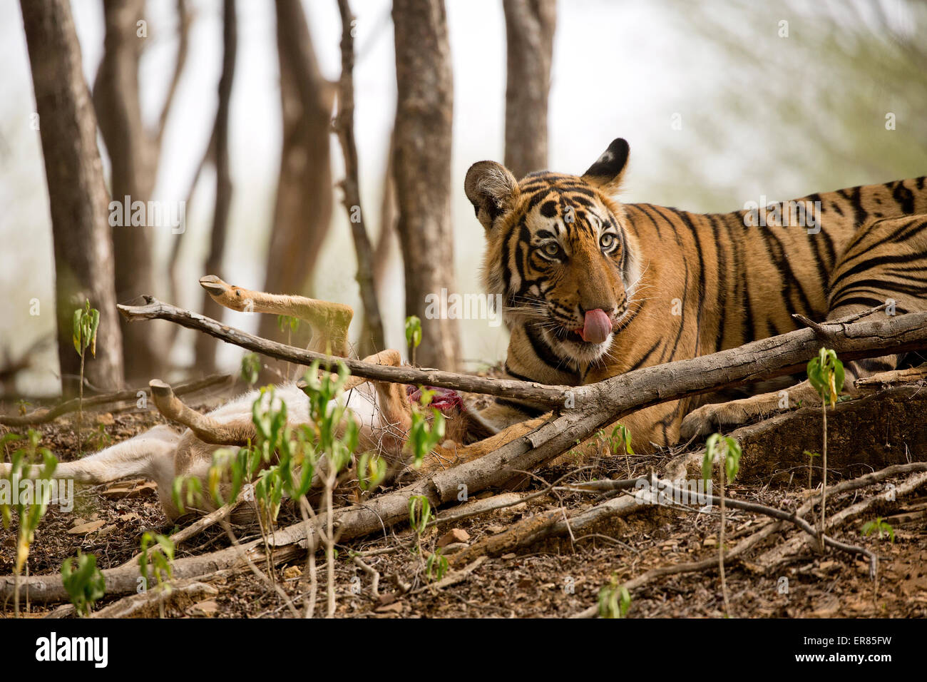 Massive hype around Bengal Tiger - Hollywood News 