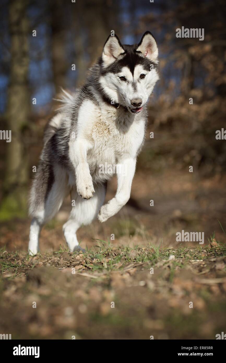 running Siberian Husky Stock Photo - Alamy