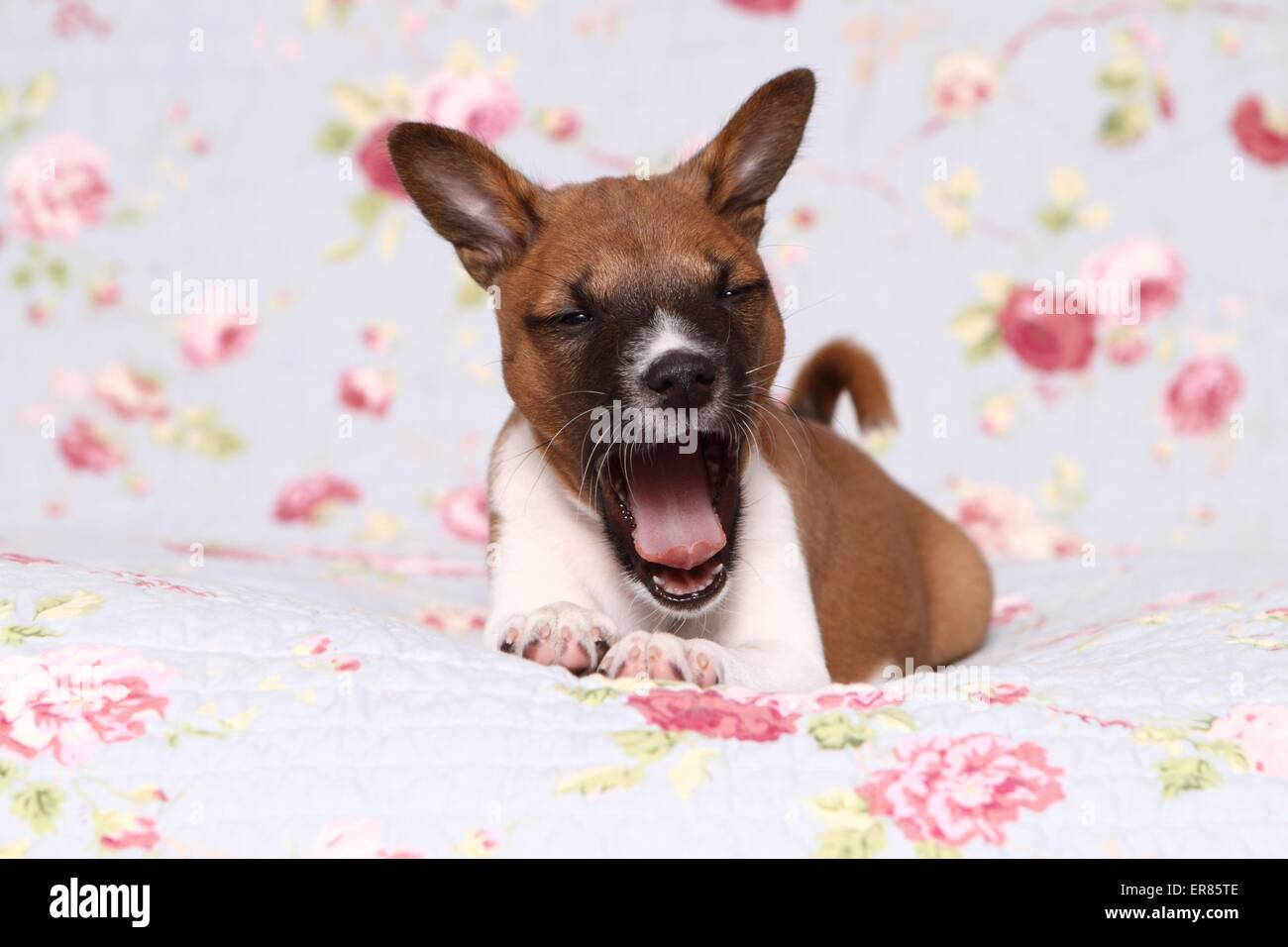 Basenji Puppy Stock Photo
