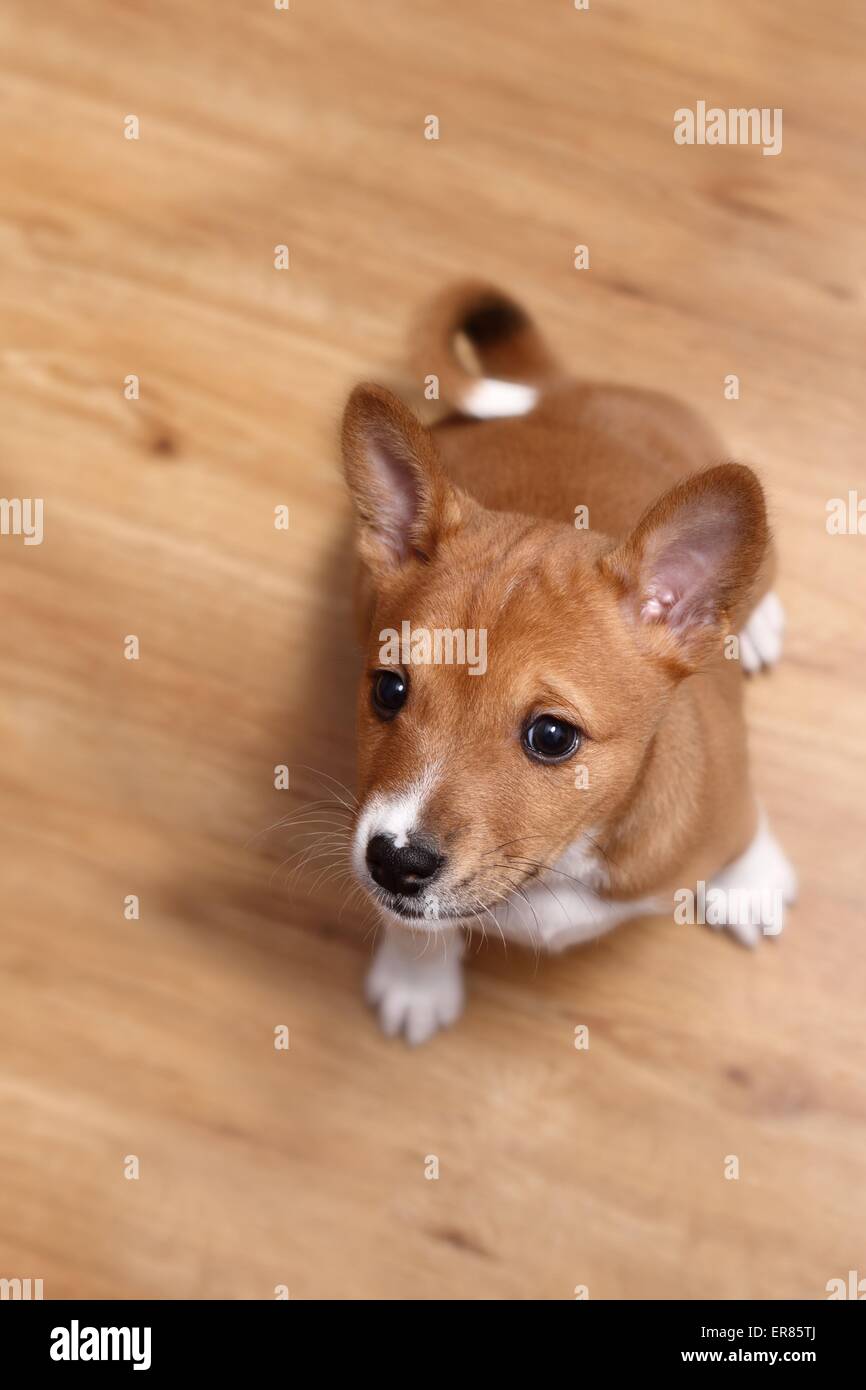 Basenji Puppy Stock Photo