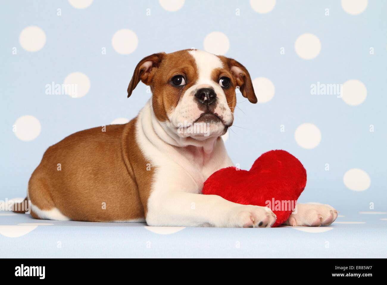 33+ Continental Bulldog Puppies For Sale Pic Bleumoonproductions