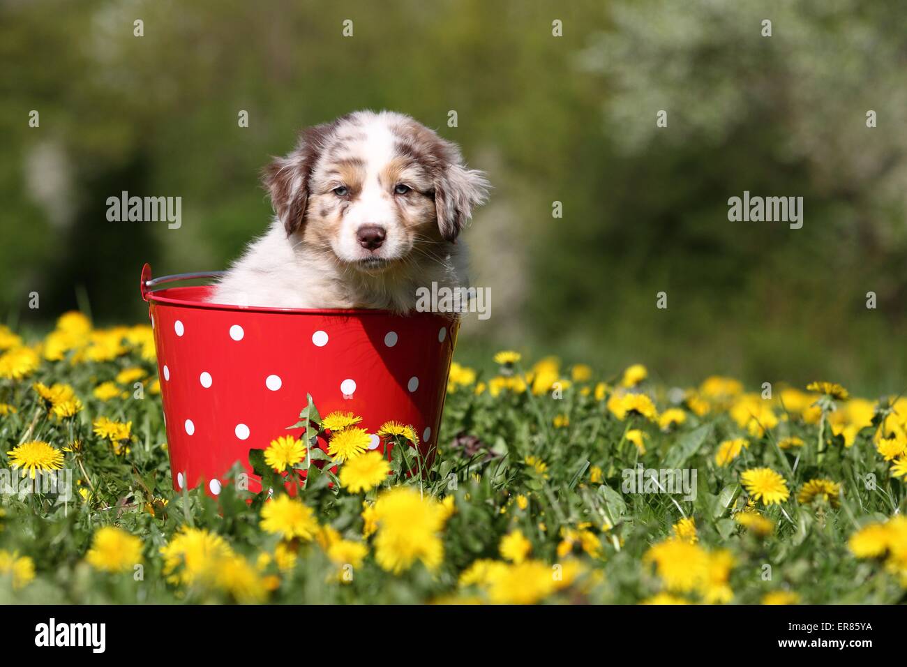 Australian Shepherd Puppy Stock Photo