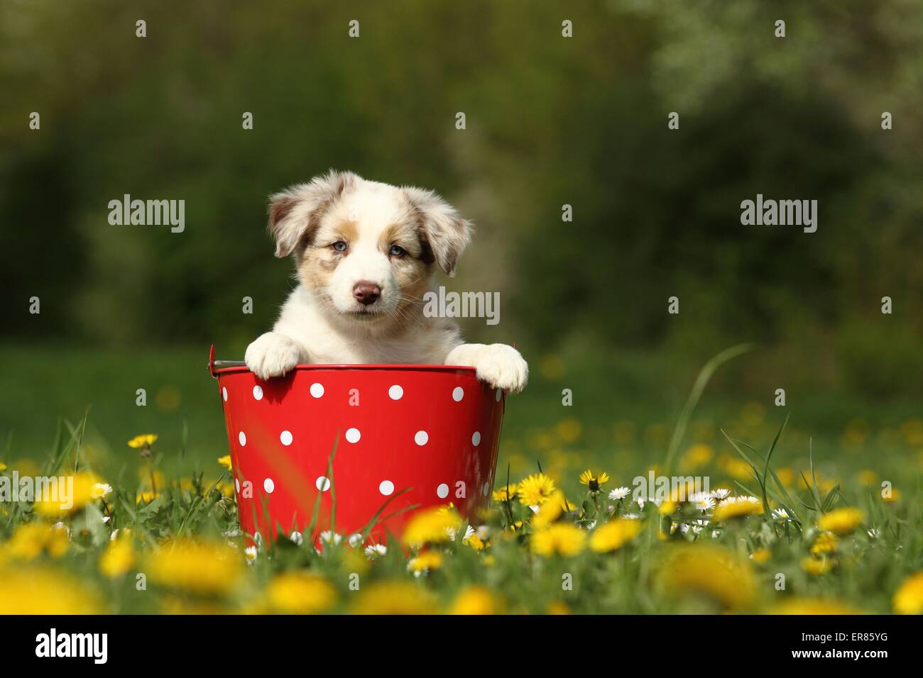 Australian Shepherd Puppy Stock Photo