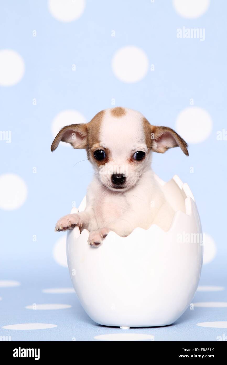 Shorthair chihuahuas hi-res stock photography and images - Alamy