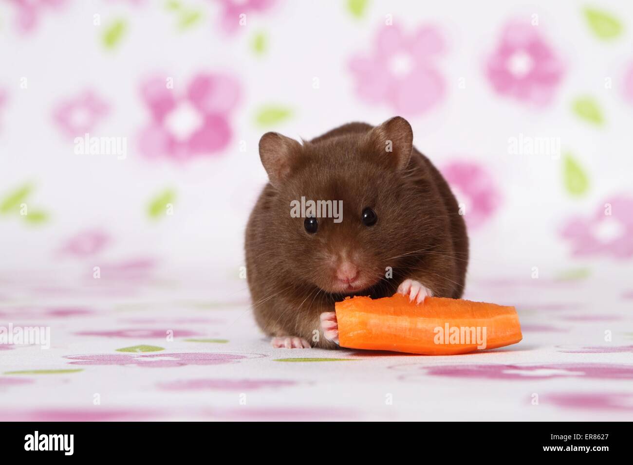 golden hamster Stock Photo