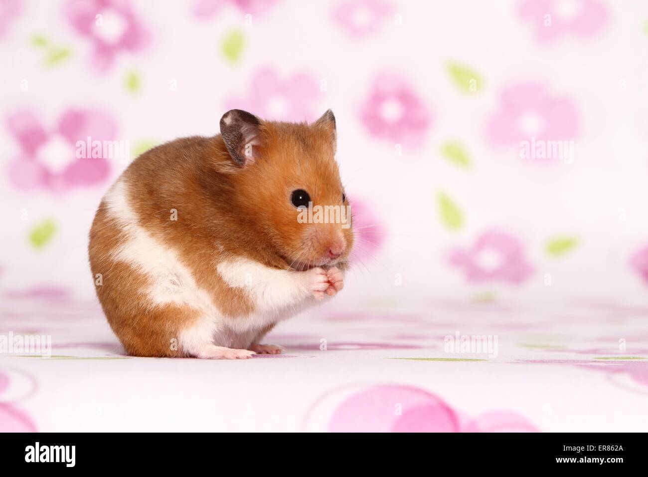 golden hamster Stock Photo Alamy