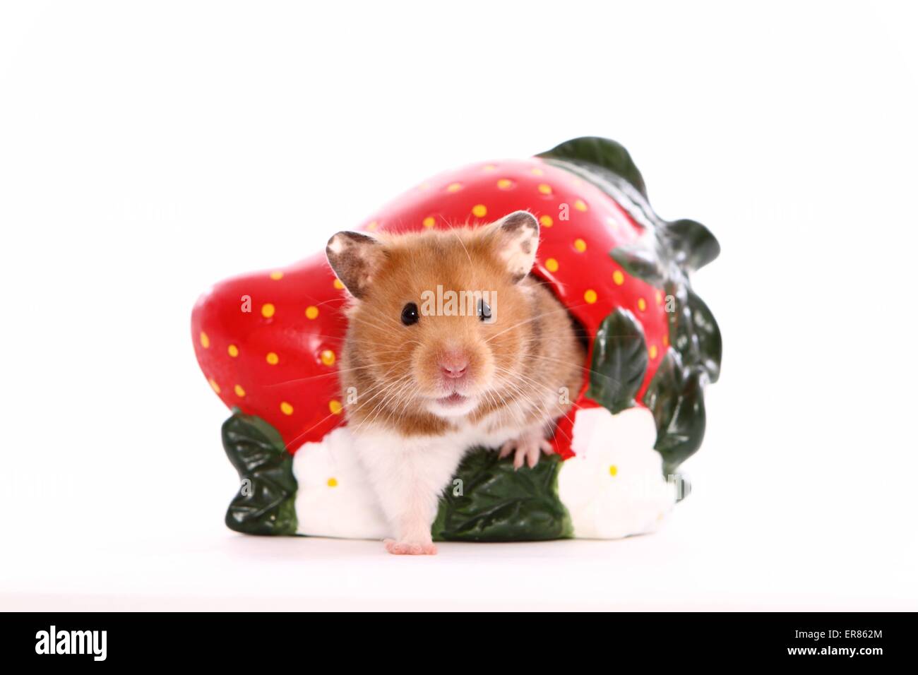 golden hamster Stock Photo Alamy