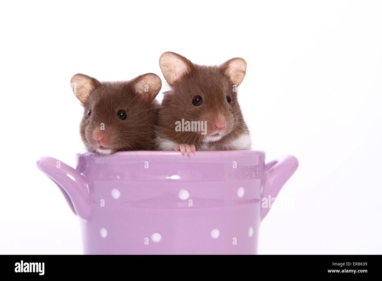 young golden hamsters Stock Photo