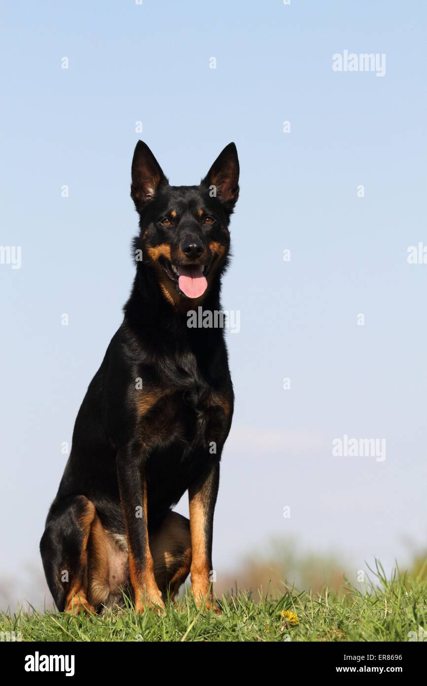 Australian Kelpie Pants - Blue Australian Kelpie Pants - Blue