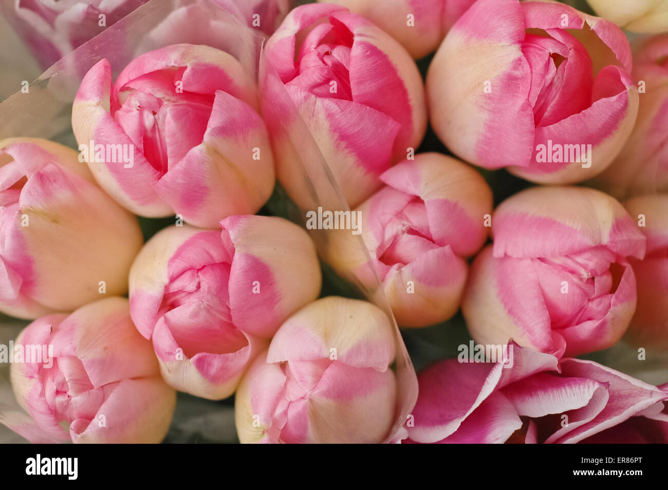 Beautiful bunch of pink spring tulips Stock Photo - Alamy