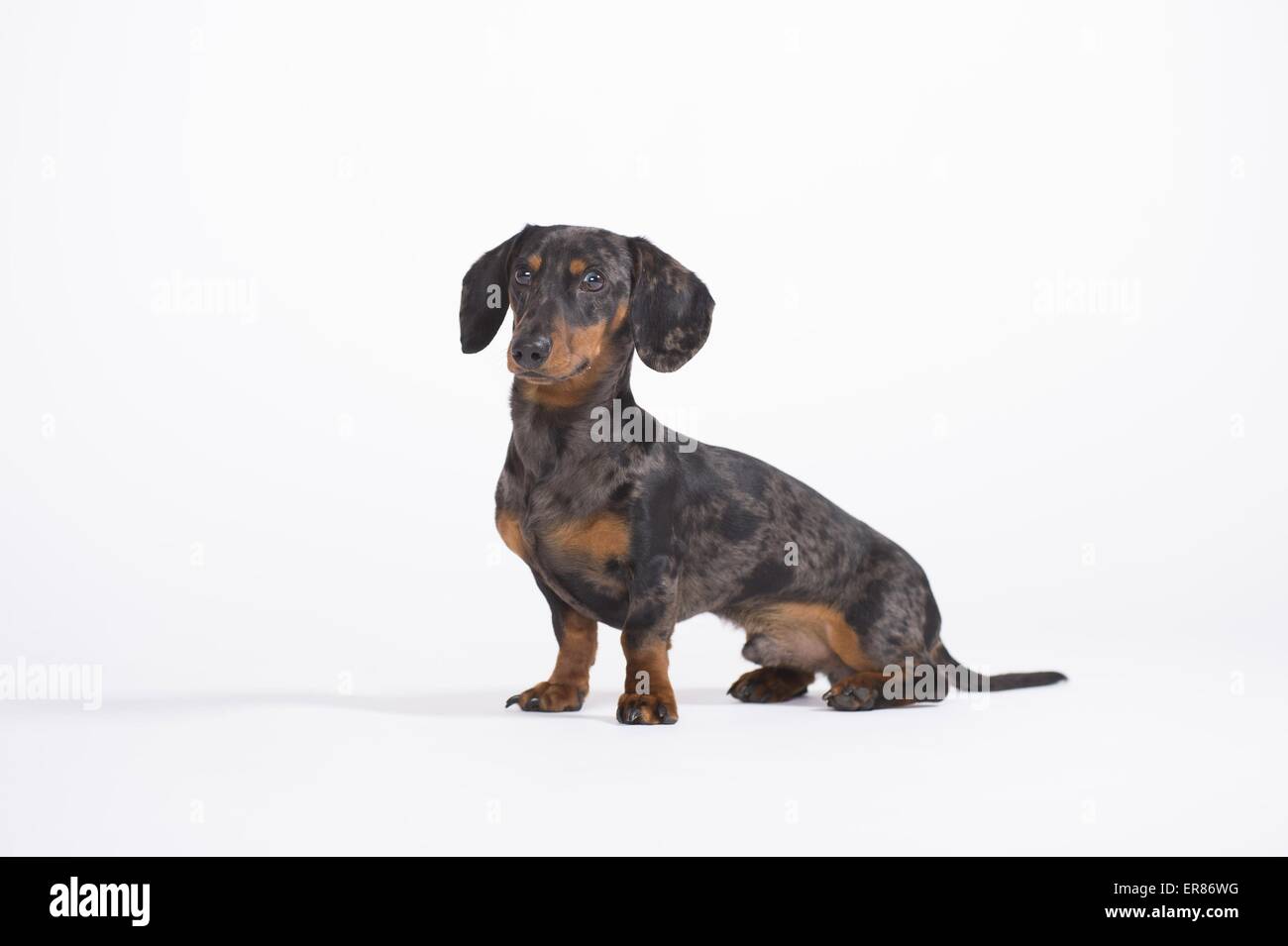 Tiger dachshund sales