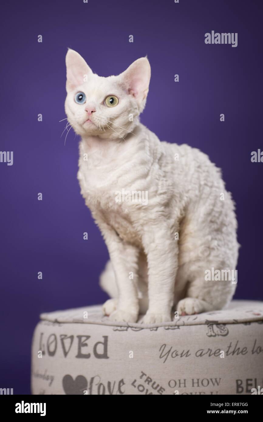 lilac devon rex