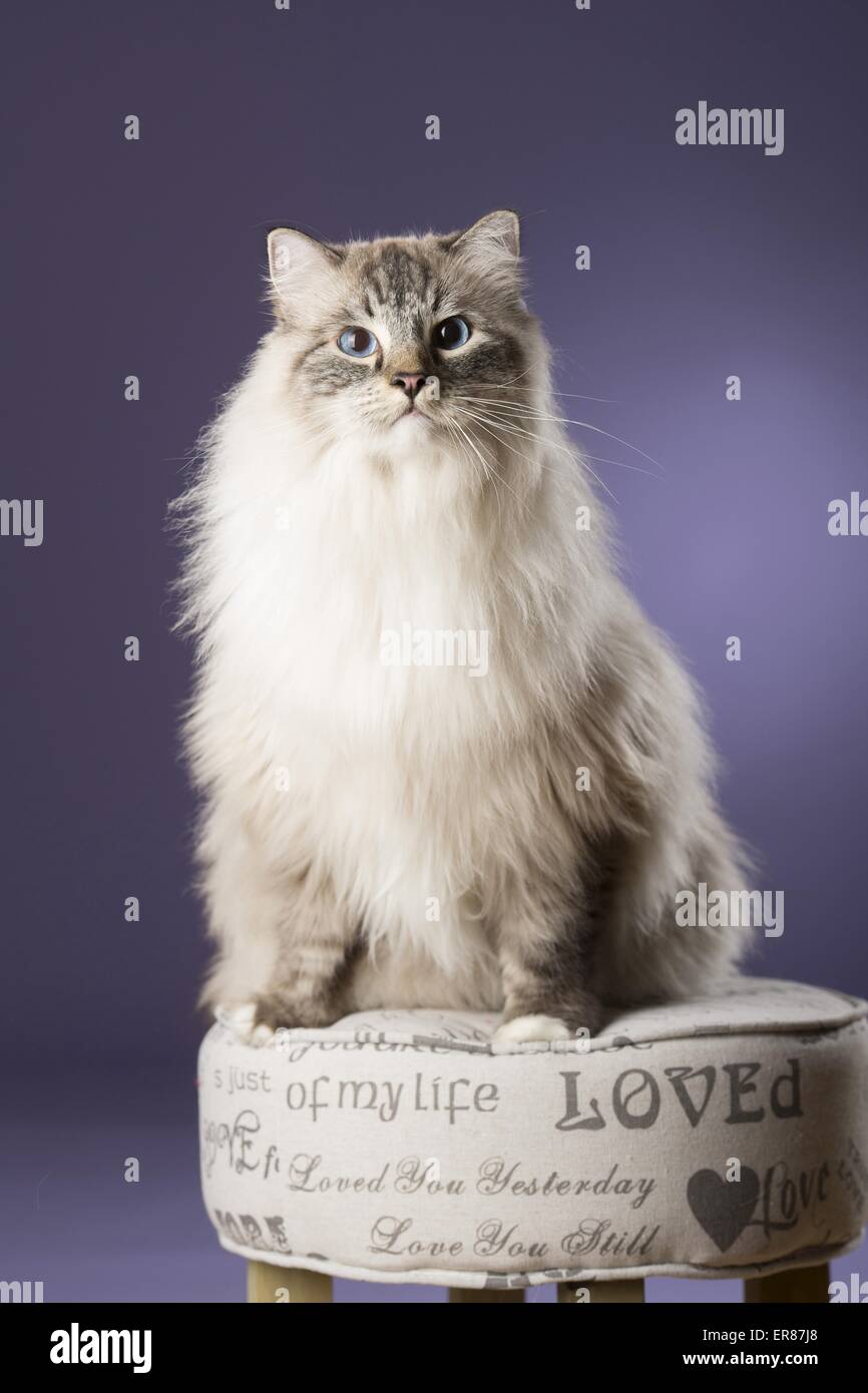 Lynx hotsell mitted ragdoll