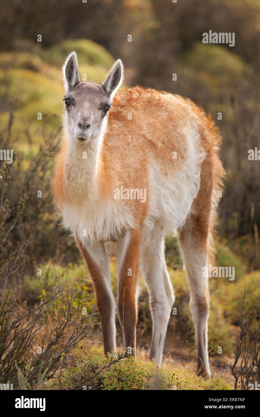 A wild guanaco (lama guanicoe) in Torres del Paine National Park. Stock Photo
