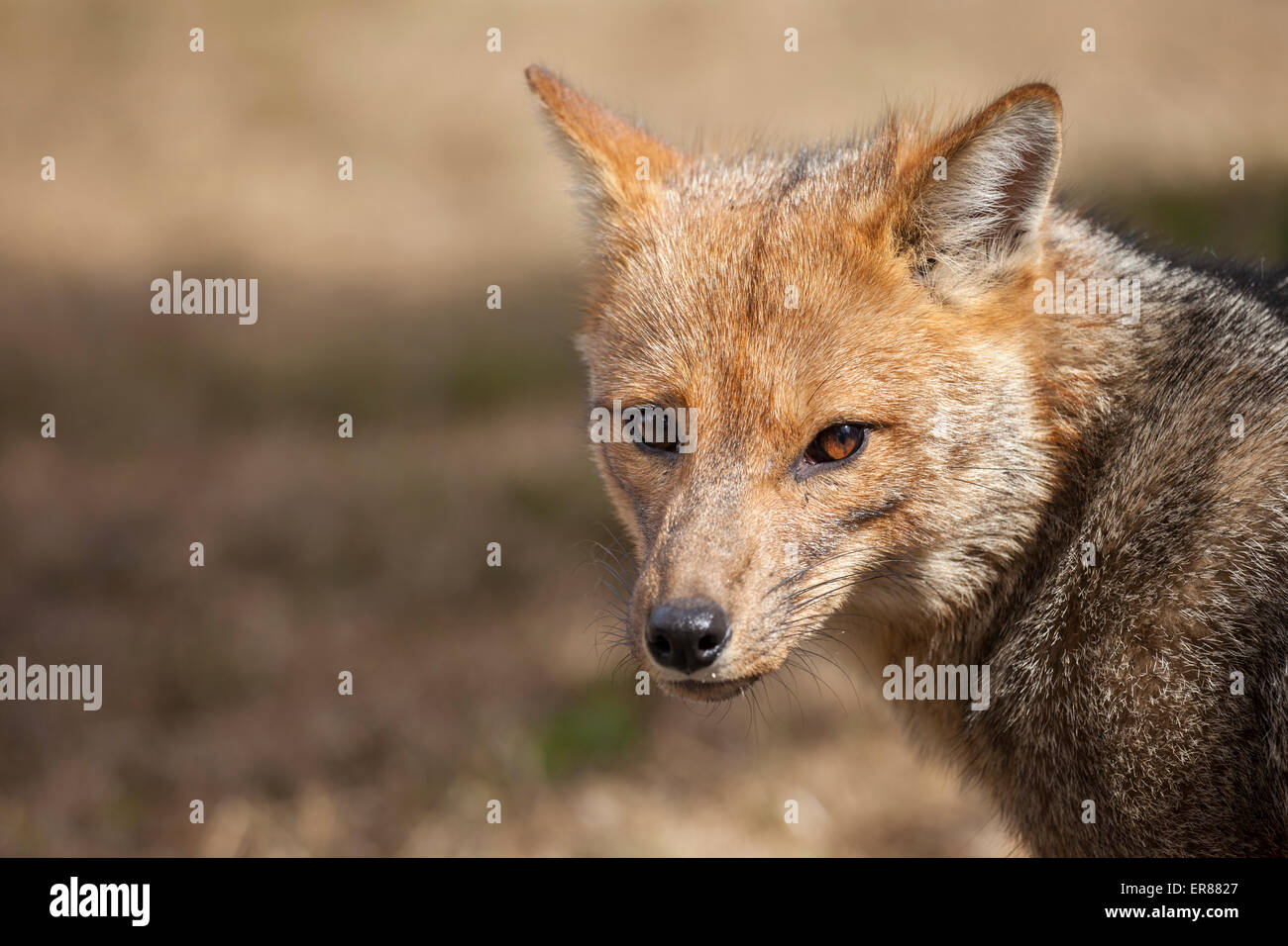 A Patagonian Fox (Lycalopex griseus) in Chile's Torres del Paine National Park. Stock Photo