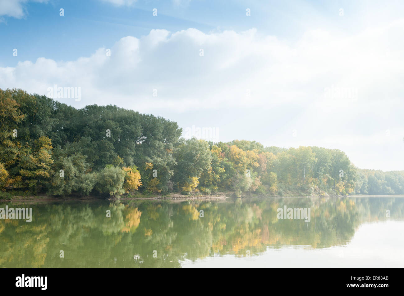 trees in foggy autumn forest Stock Photo - Alamy
