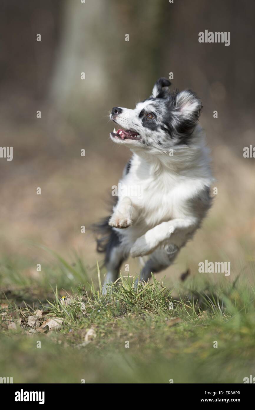 running Border Collie Stock Photo - Alamy
