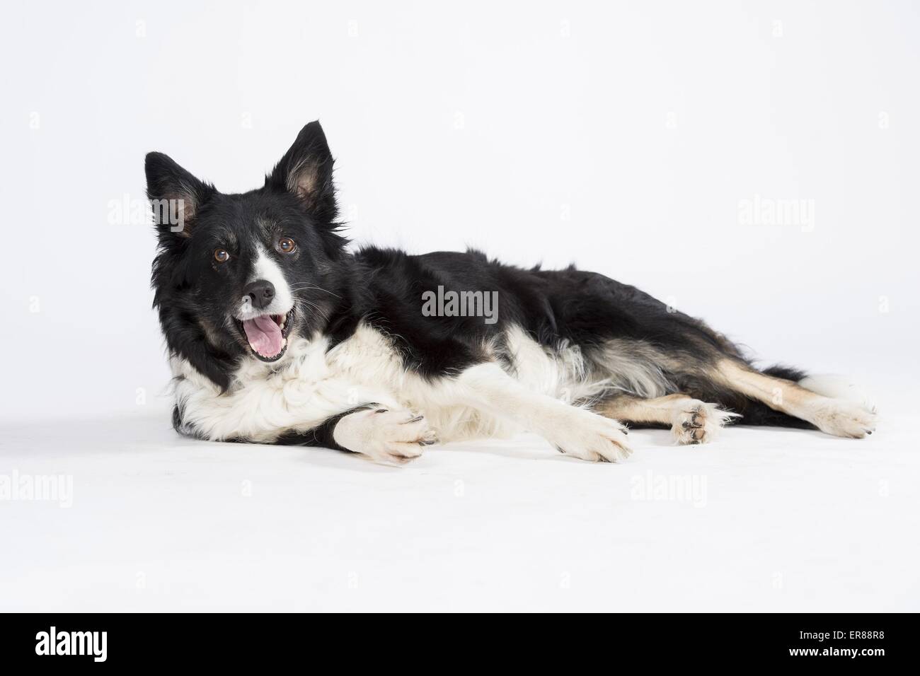 old Border Collie Stock Photo - Alamy