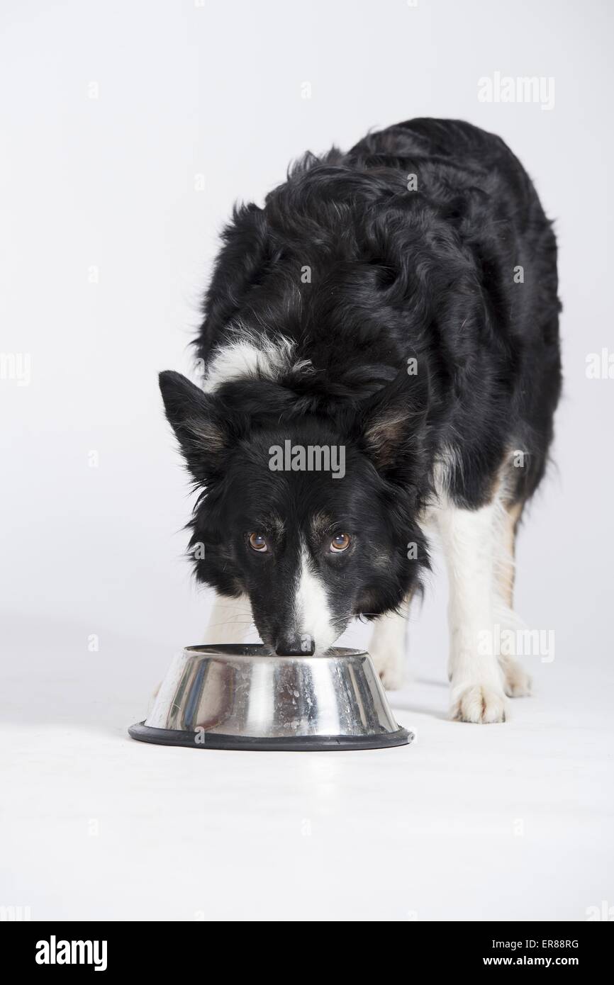 old Border Collie Stock Photo - Alamy
