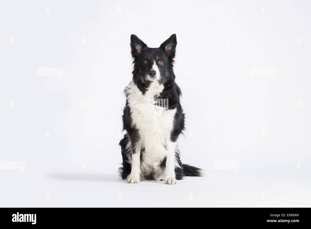 old Border Collie Stock Photo - Alamy