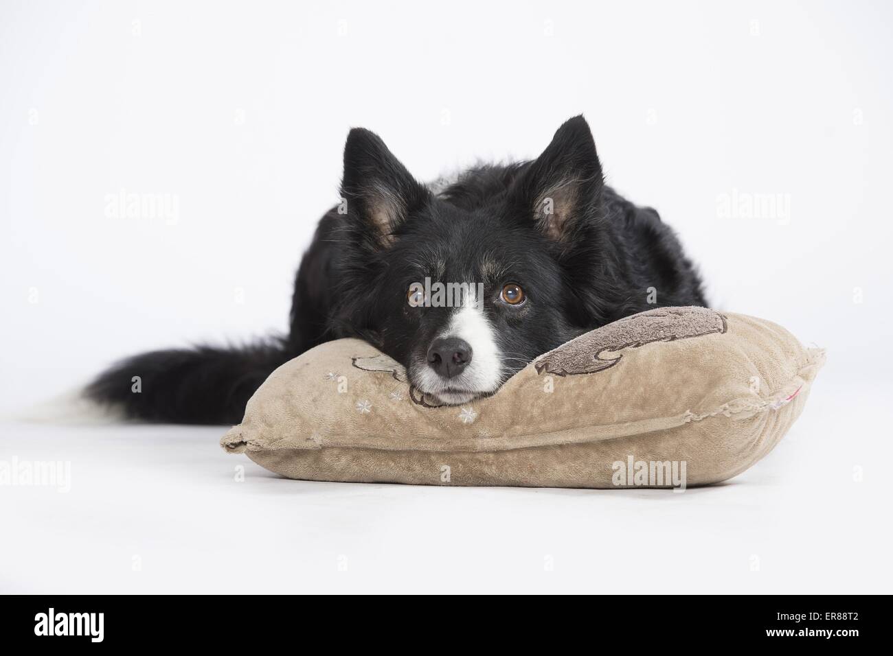 old Border Collie Stock Photo - Alamy