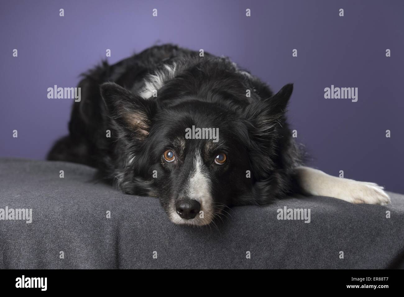 old Border Collie Stock Photo - Alamy
