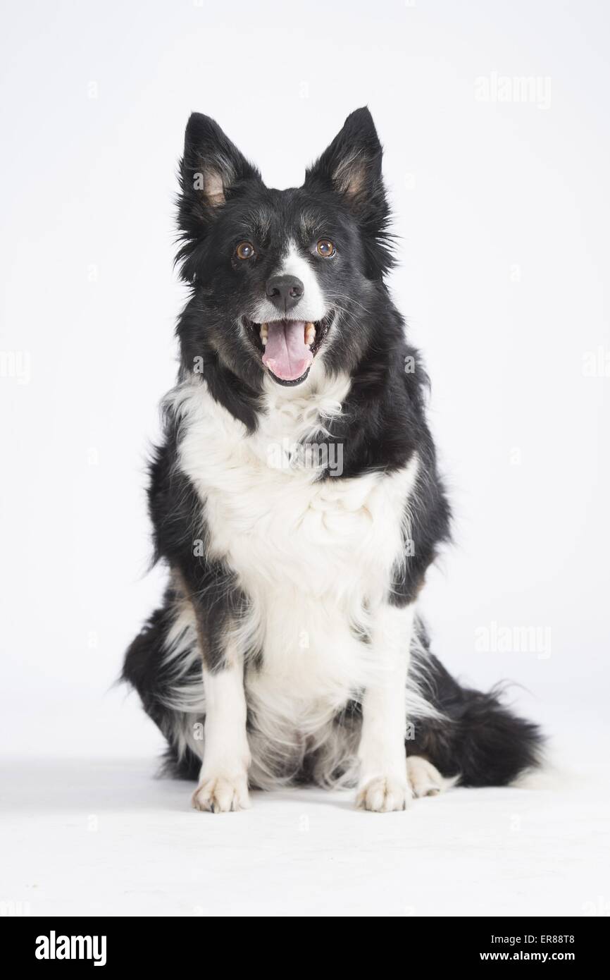 old Border Collie Stock Photo Alamy