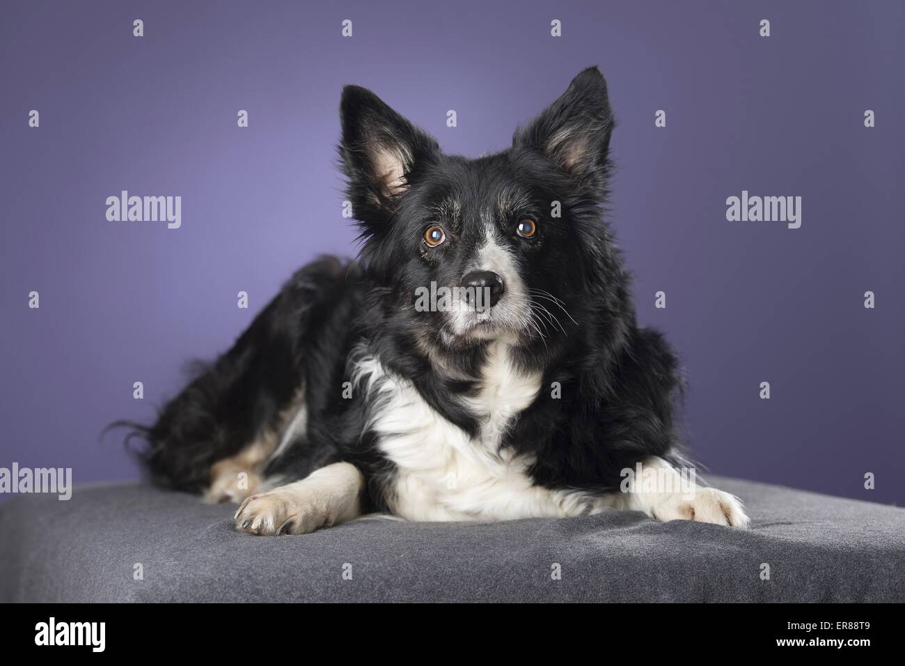 old Border Collie Stock Photo Alamy