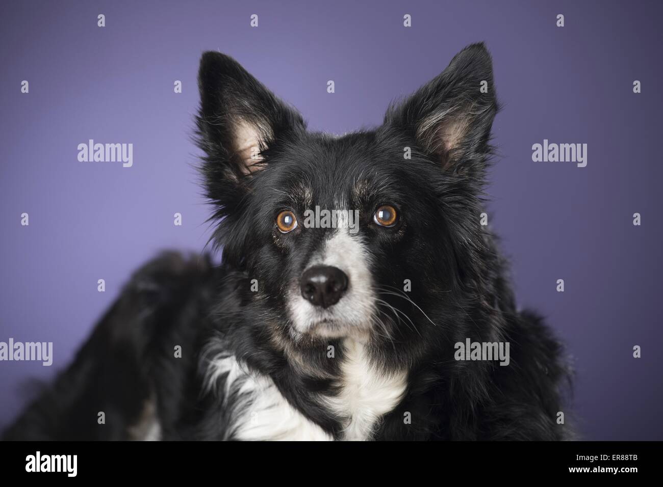 old Border Collie Stock Photo - Alamy