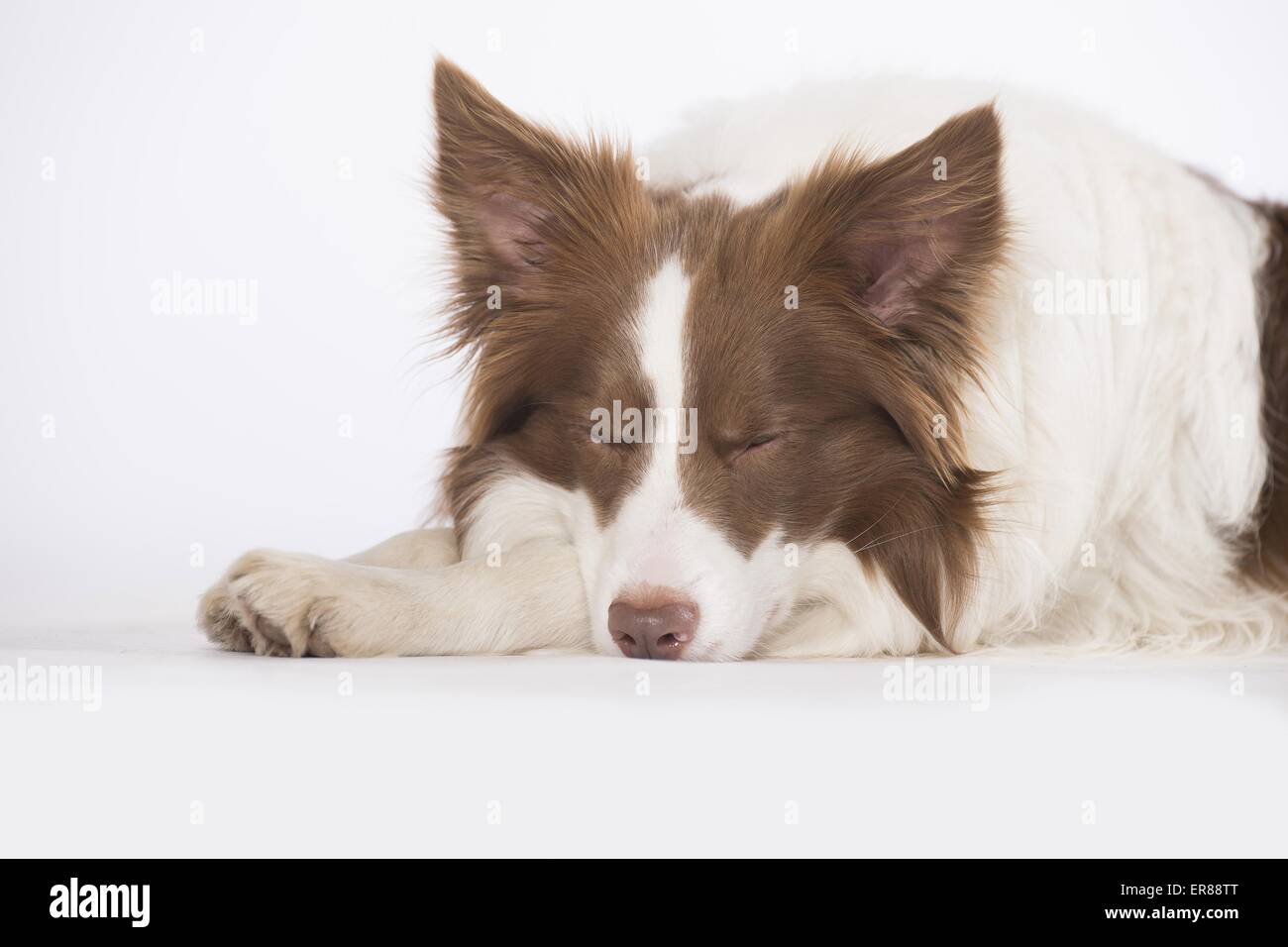 sleeping Border Collie Stock Photo - Alamy