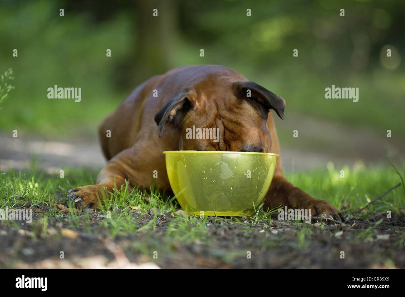 Boxer dog bowl pet hi-res stock photography and images - Alamy