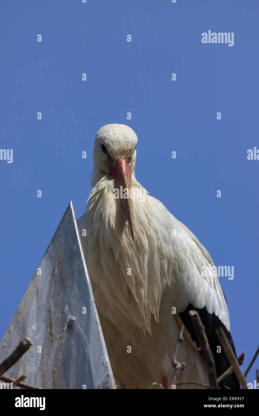 A photograph of a White Stork on a chimney in Switzerland. The white stork (Ciconia ciconia) is a large bird in the stork family Stock Photo