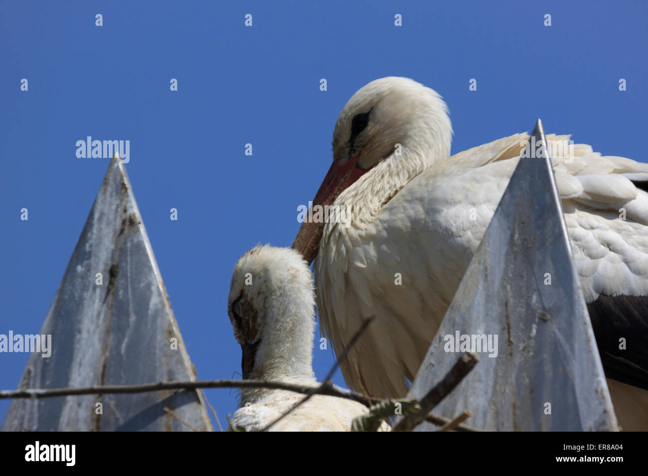 A photograph of a White Stork on a chimney in Switzerland. The white stork (Ciconia ciconia) is a large bird in the stork family Stock Photo
