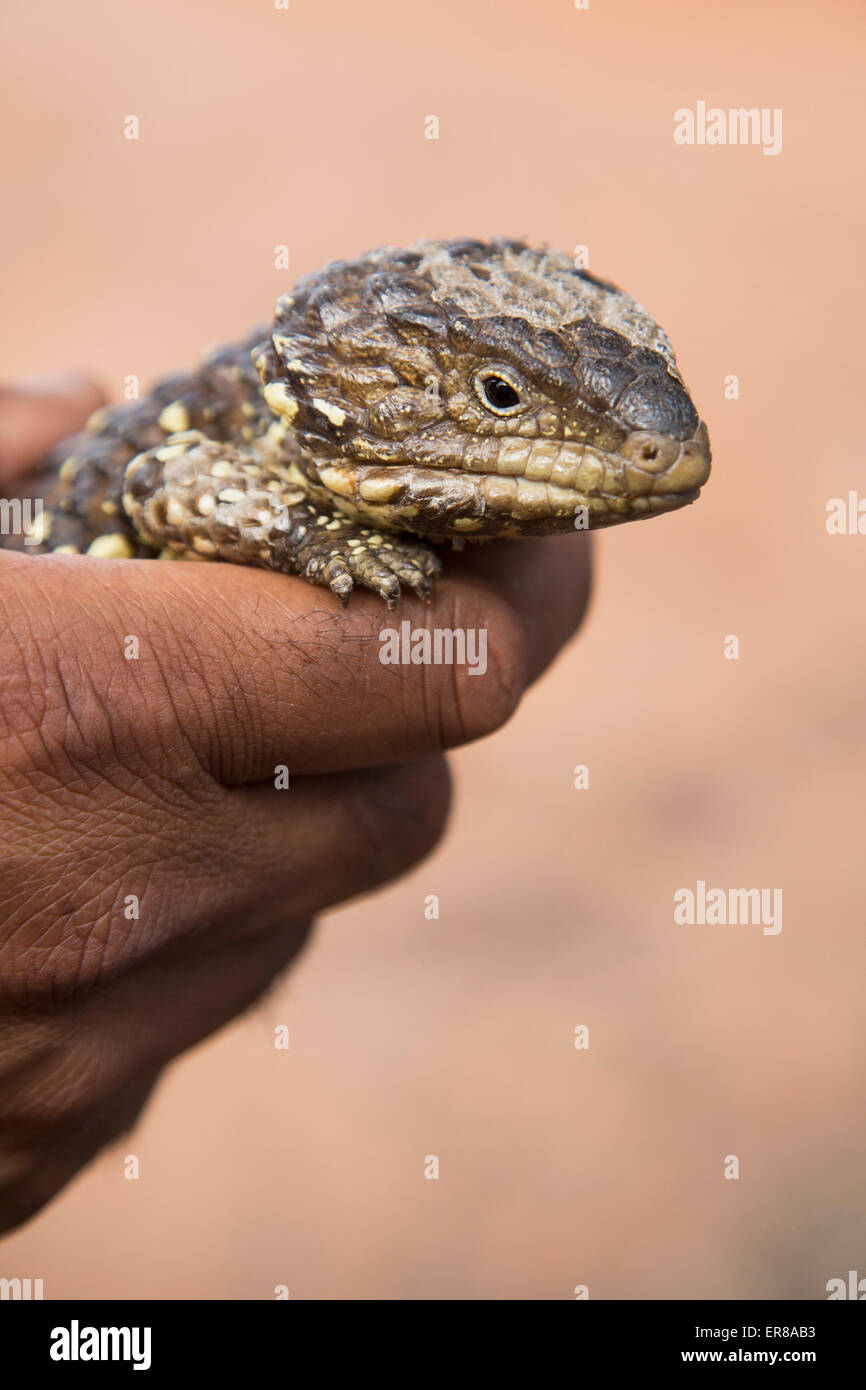 Cropped image of hand holding Shingleback Lizard outdoors Stock Photo
