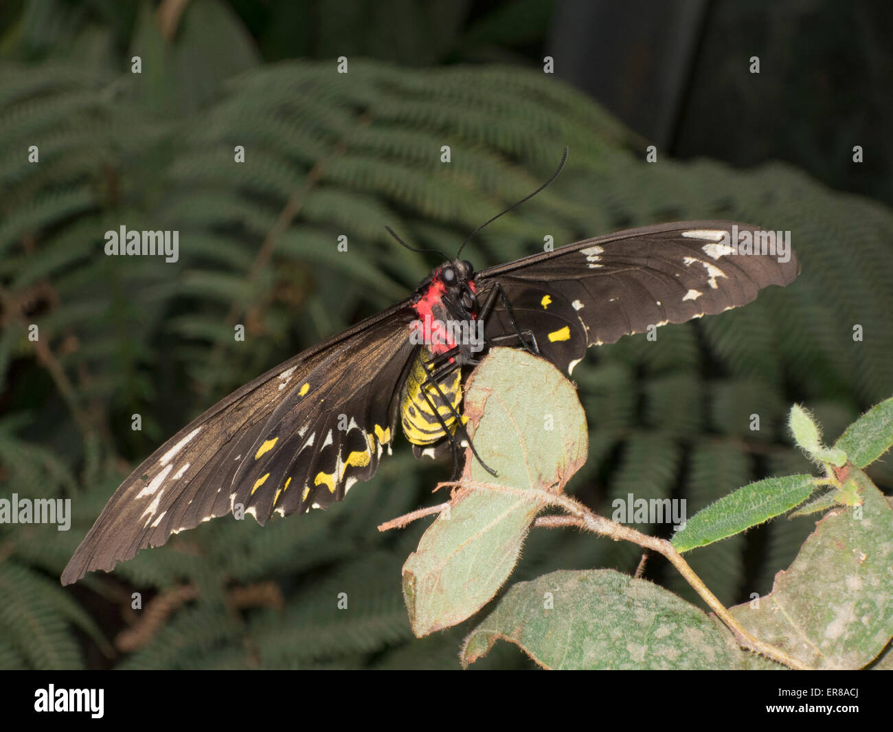 Close-up of Cairns Birdwing butterfly on plant Stock Photo