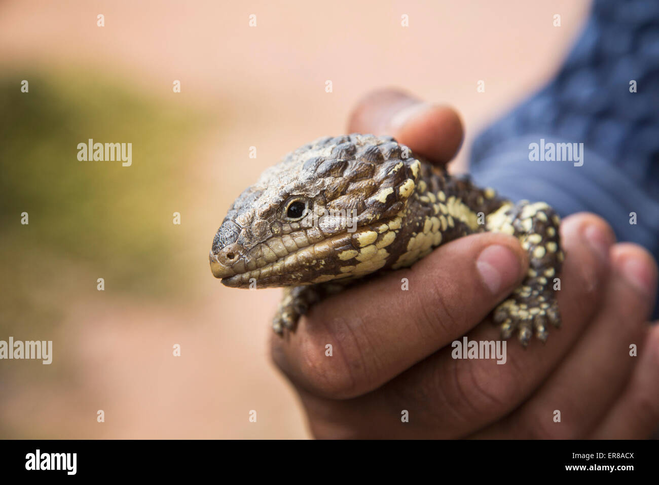 Cropped image of hand holding Shingleback Lizard outdoors Stock Photo