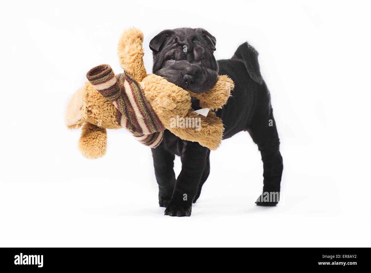 Toy dog puppy Cut Out Stock Images Pictures Page 2 Alamy