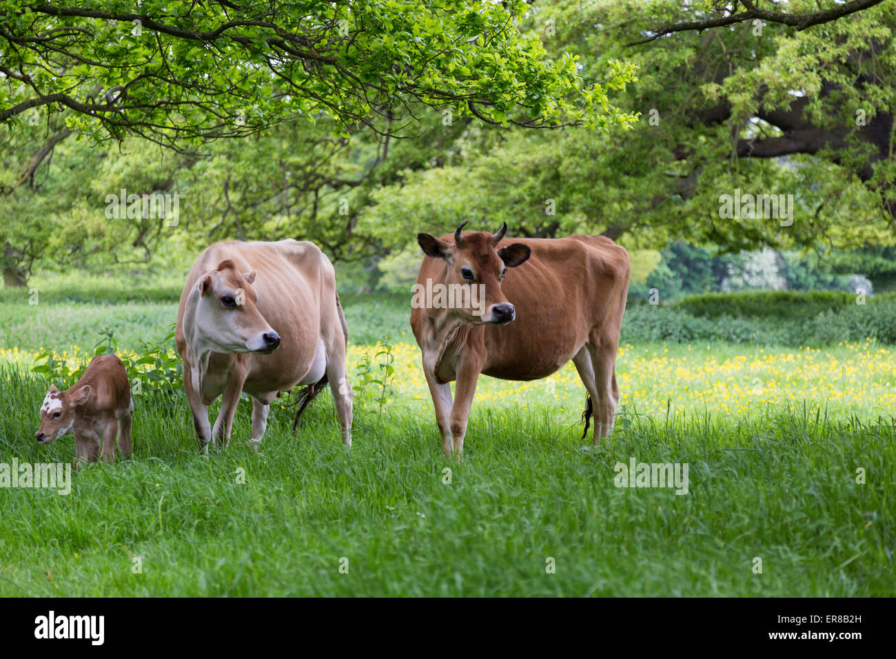 Group of cows in a field under the trees with a baby calf. Dairy cows
