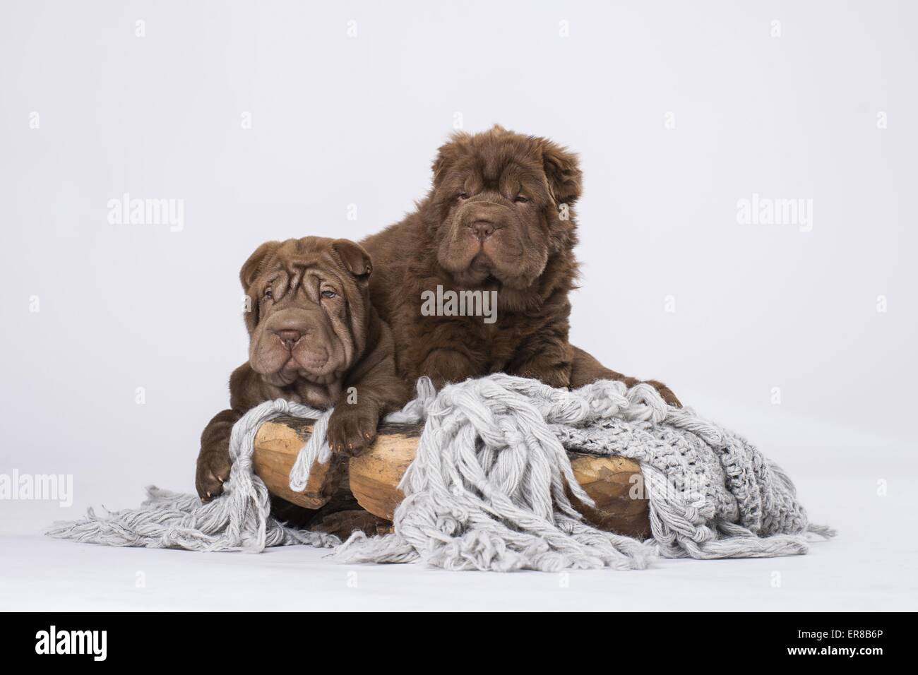 Shar pei puppies hi-res stock photography and images - Alamy