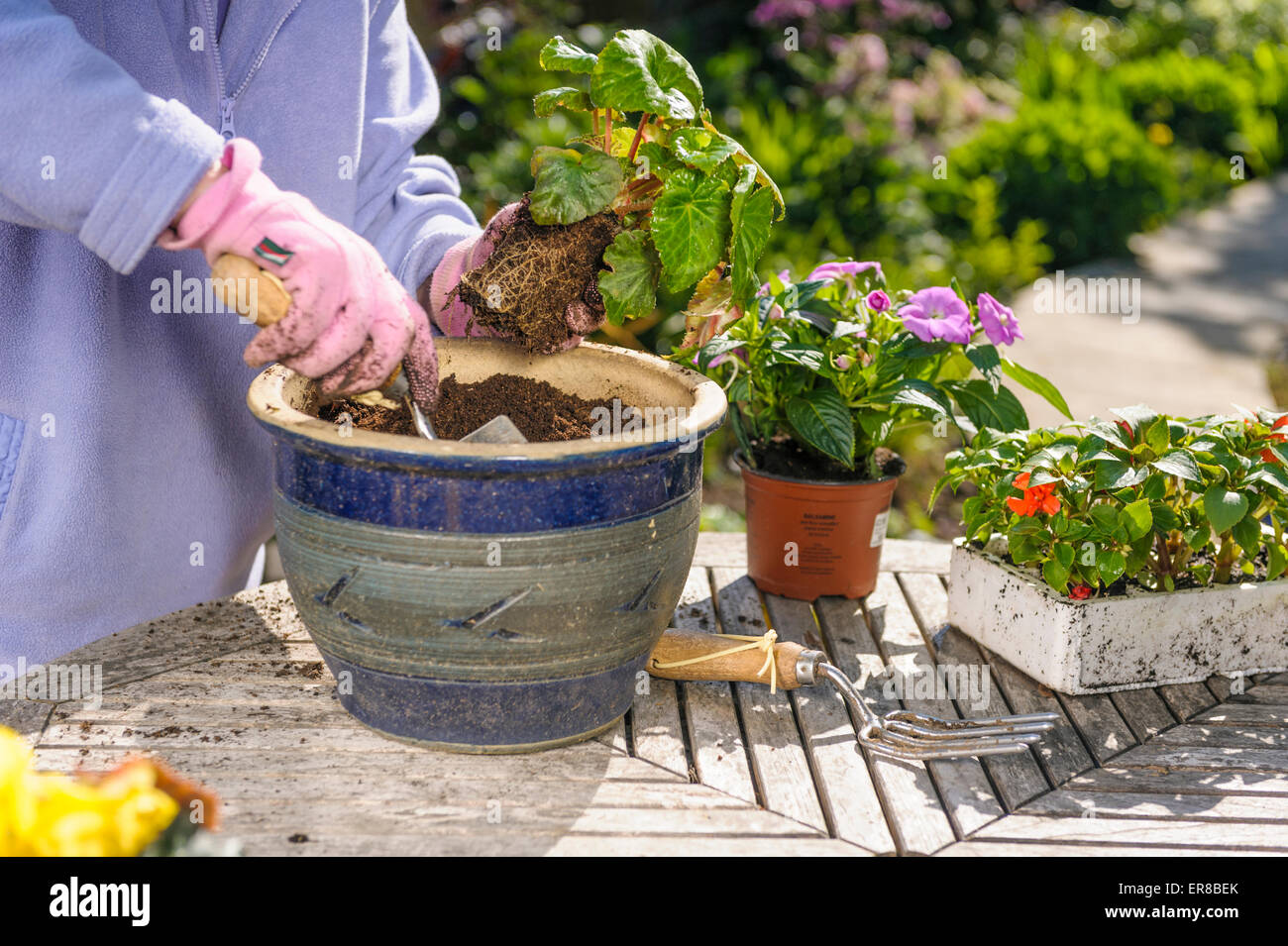 Senior woman planting summer bedding plants into pots Stock Photo Alamy