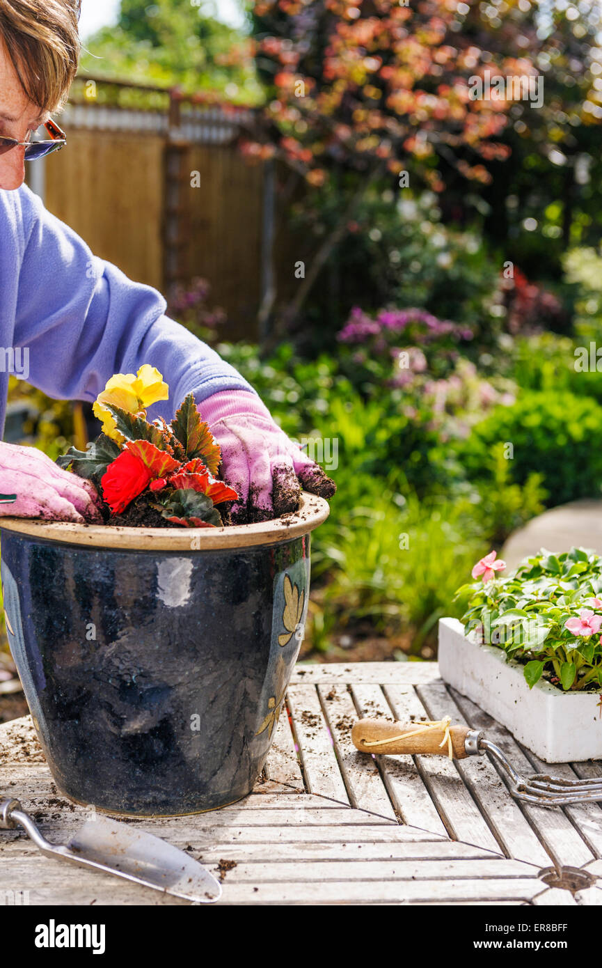 Senior woman planting summer bedding plants into pots Stock Photo Alamy