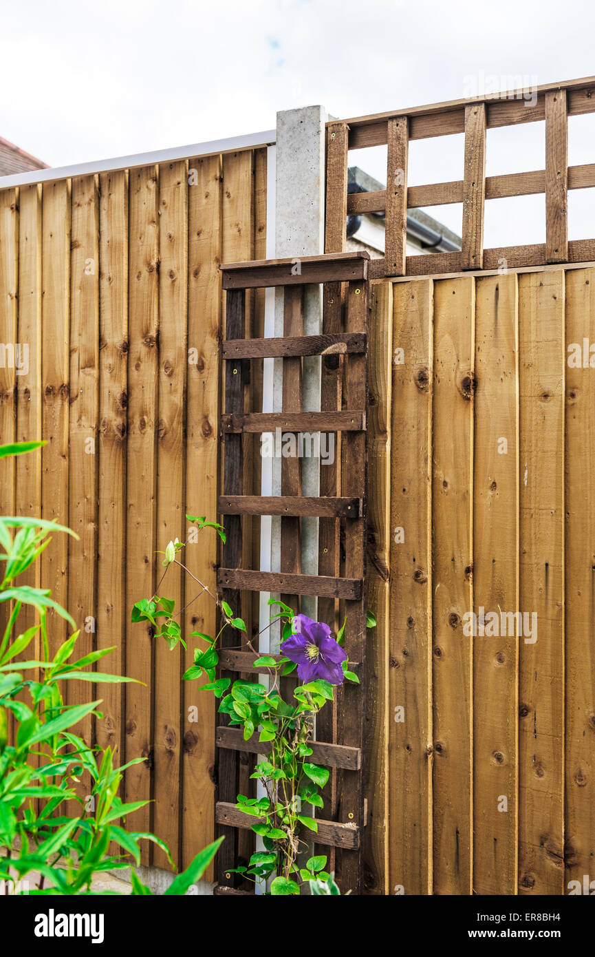 Close boarded, wooden fencing and square trellis. Fixed horizontally and  vertically Stock Photo - Alamy